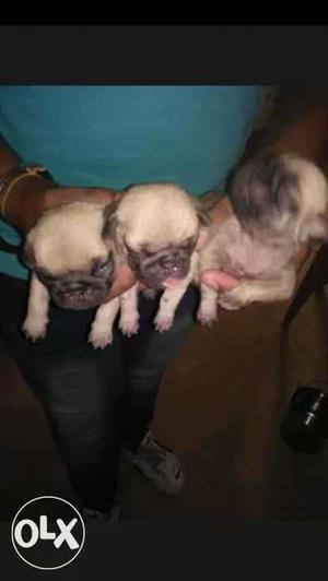 Pug pup for sale