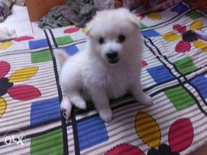 Pure home breed german Spitz male healthy pup