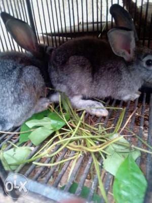 Rabbits jodi male and female ash colour