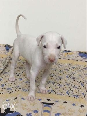Rajapalayam male puppy 35 days old cell: