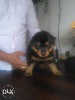 Rott fem available