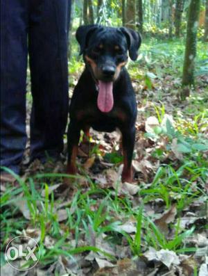 Rottweiler Female For Sale