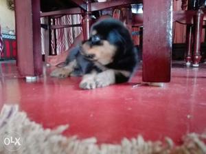 Rottweiler puppie 55dayes old,