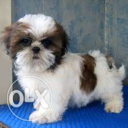 Shih tzu puppy show quality puppy play full and furry
