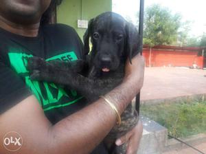 Show quality great dane female puppies. Best price only for