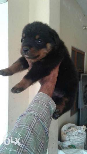 Show quality havi bone Rottweiler Puppy available