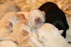 Show quality lab puppies for sale