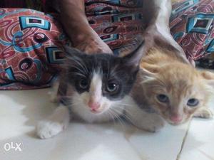 Small cats for sale