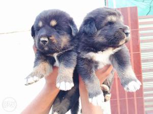 Tibetan Mastiff (Todays Deal pick pair at 