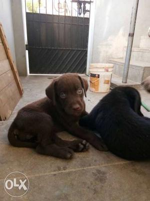 Two Brown And Black Labrador Puppies