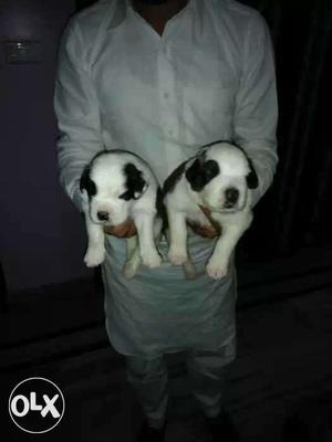 Two Long Coated White And Black Puppies