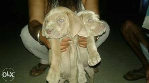 Two Short Coat Gray Puppies