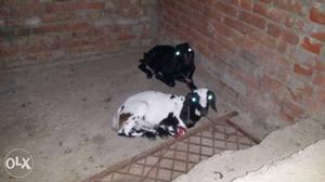 Two White And Black Anglo-nubian Goats