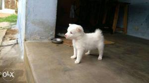 Two White Short-coated Puppies