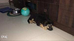 Two month old German Shepherd female puppy for