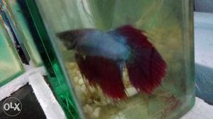 Want to sell my beautiful Betta fish with red