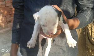 White And Black American Pit Bull Puppy o
