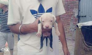 White And Black American Pit Bull Puppy o