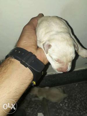 White Smooth Coat Newborn Puppy