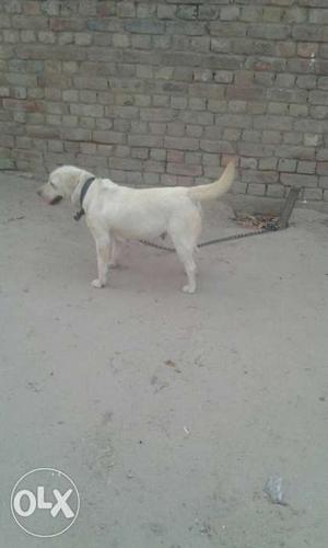 Yellow Labrador Retriever With Chain Leash