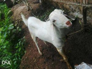 Young and healthy male goat. neat and tidy, no