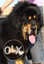 -my-pet-kennel-best only Tibetan mastiff puppy sell in