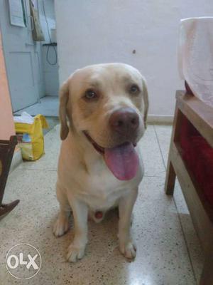 10 months male Labrador with proper certificate