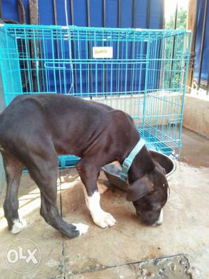 2.5 Months old Indian Pitbull for Sale or