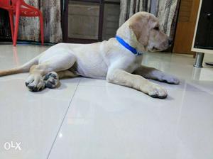 2 Months Old Vaccinated Heavy Bone Male Lab for Sale. Price