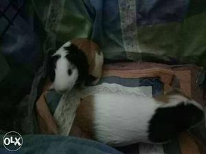 2 male Guinea Pigs-2.5 years