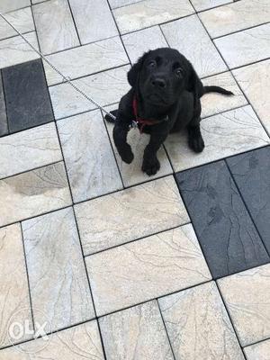 2 month old black female labour dog for sale