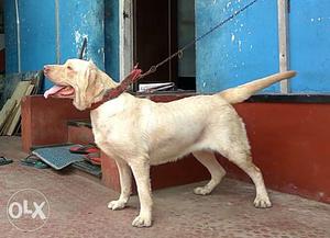 2 year old white lab for sale