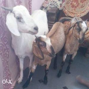 3 female goats and white goat is pregnant