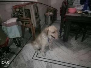 3 year golden labrador dog