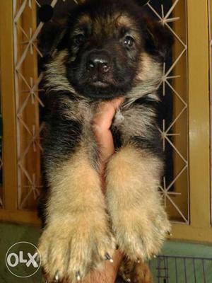40 days old German Shepard.pl contact on