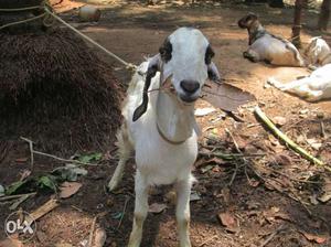 6 Months old goats