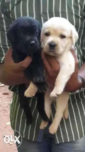 65 days lab puppies for sale