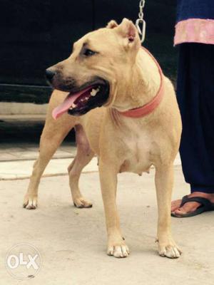 9 month American pitbull female excellent