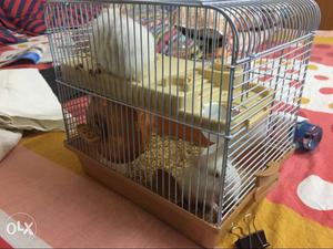 A hamster Pair. white colour with cage. One month old.