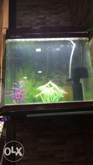 Acreylic fish tank 1 feet in good condition. its very