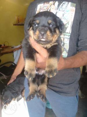 Aggressive nature puppies Rottweiler available