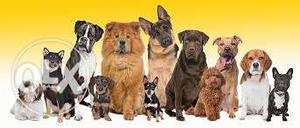 All Dog breed available full low price (Dj Dog