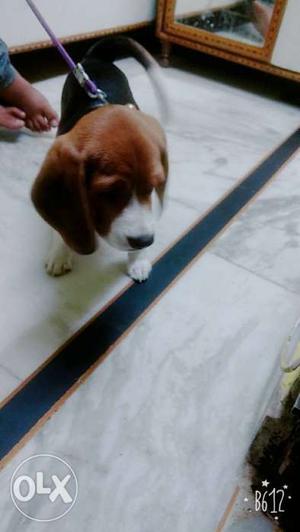 All vaccine done 3 months old beagle puggy
