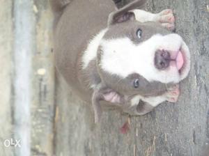 Am.bully blue eye pups at low price father direct