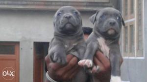 American bully male female available buy now.