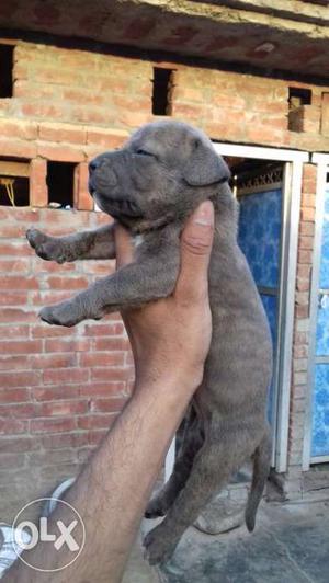 American bully pup available for sale