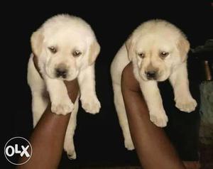 Apple face Labrador puppies available both male