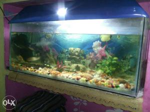 Aquarium with 2sharks,2 special Fish,1jelii fish