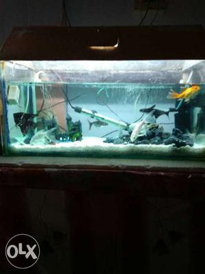 Aquarium with fish and accessories for sell in