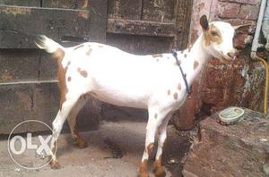Barbari male female pure blood line goat bakra